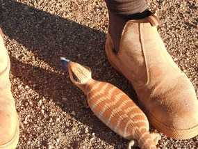 centralian blue tongue skink
