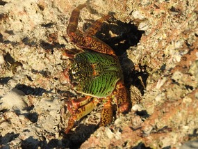 crab