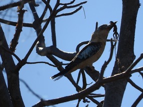lizard with kookaburra attached 