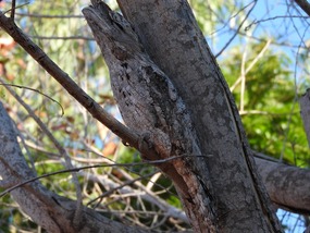 Tawny frogmouth
