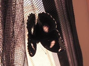 visitor 