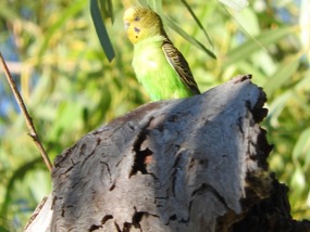 wild budgerigar