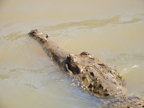 fresh water crocodile
