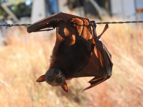 fruit bat caught in barbed wire