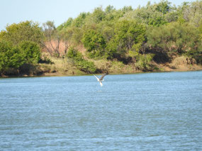 white belly sea eagle with fish