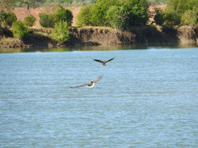white belly sea eagle with kites