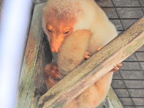 we think caged Goodfellow's tree kangaroo