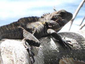 eastern water dragon