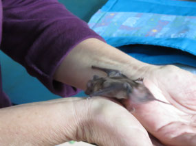 micro bat
