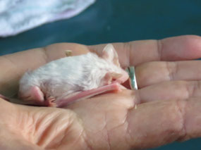 albino micros bat