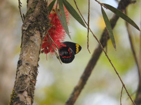 black jezebel butterfly