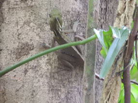 Boyd's forest dragon