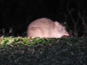 brown long nose bandicoot 