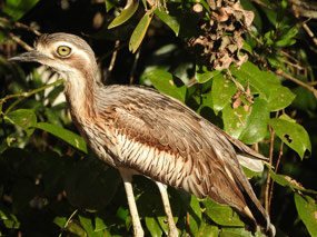 Bush stone curlew