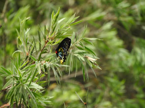 Cairns birdwing butterfly