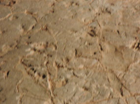 dinosaur footprints
