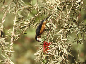 eastern spin bill