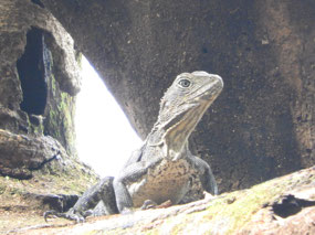 Eastern water dragon