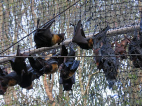 fruit bats waiting for release