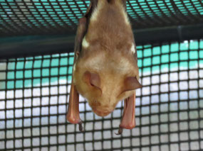 micro bat