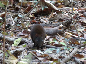 musky rat kangaroo