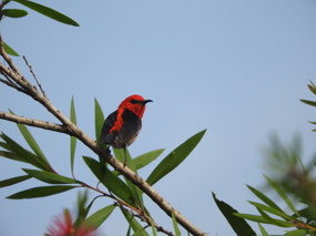 scarlet honey eater