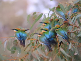 Rainbow Bee eaters night camp