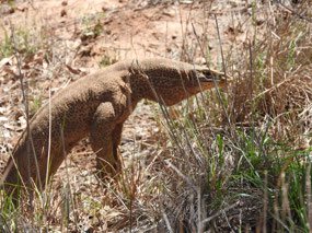 sand monitor