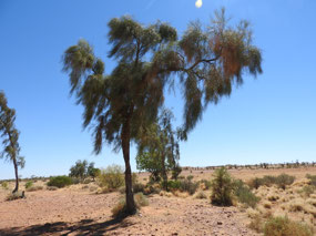 Wad trees Birdsville