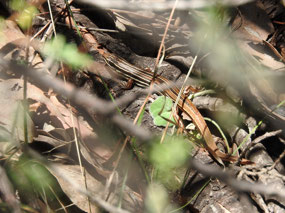 copper tail skink