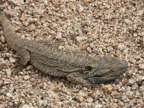 Eastern bearded dragon