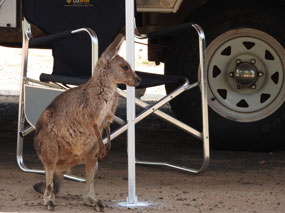 our friend at Warumbungle NP camp