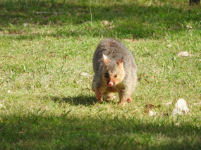 Partly blind possum