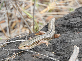 Robust stripe skink