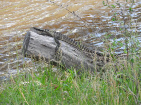 very relaxed eastern water dragon