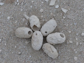 Weevil cocoons