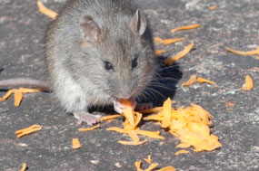 Ash grey mouse fed carrot