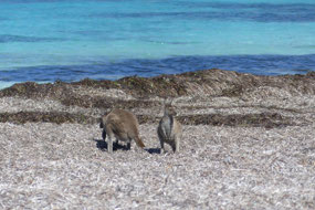 beach patrol