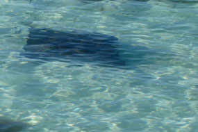 Black sting ray