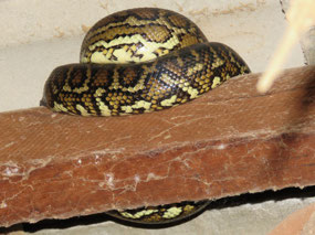 Inland carpet python
