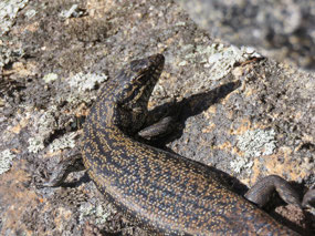 King or cunning hams skink