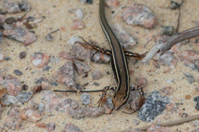 Labillardieres skink -look at legs