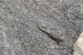 Marbled Gecko 