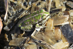 slender tree frog on beach
