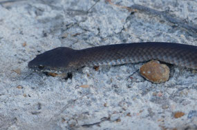 think this is Bardick snake