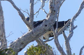 White bellied sea eagle with fresh caught salmon