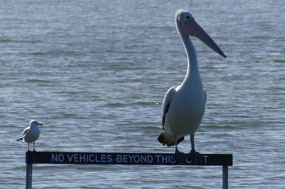 end of track underwater, makes good perch