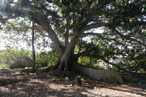 giant old Fig tree infant homestead