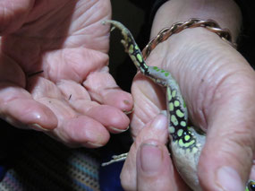 Reason called spotted thighed frog