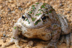 spotted thighed frog- litoria cyclorhyncha